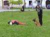 Medzinárodný de? detí 2006<br>Ukážka výcviku a zásahu policajných psov<br>autor: ?.B.