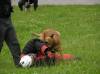 Medzinárodný de? detí 2006<br>Ukážka výcviku a zásahu policajných psov<br>autor: ?.B.